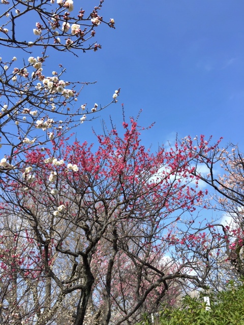 ume