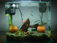 Aquarium