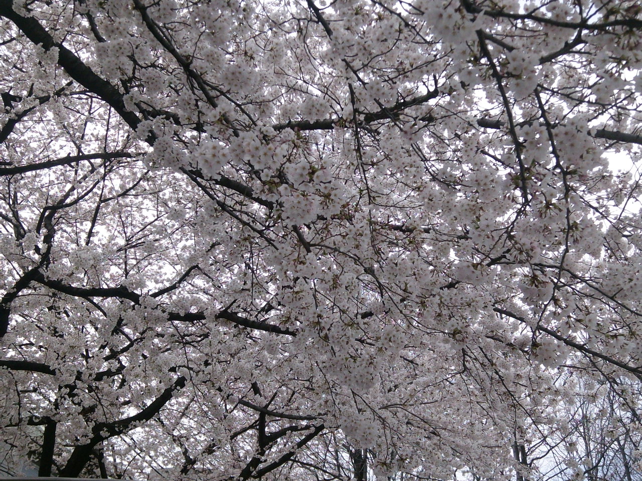花見