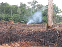 Amazon Rainforest near Manaus, Brazil