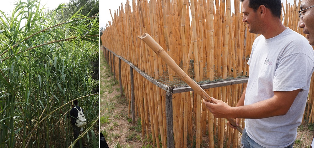 Arundo donax