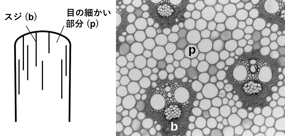 Structure of reed
