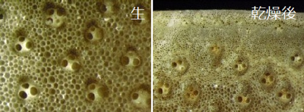 Collapse of parenchyma cells