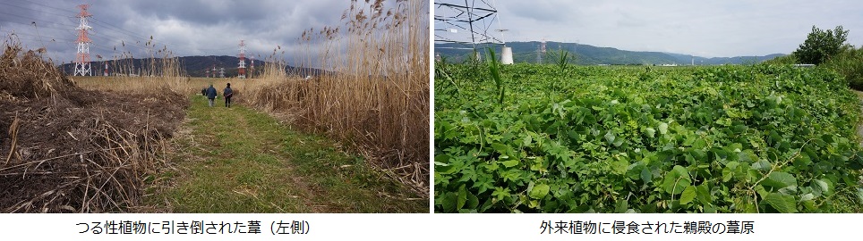 鵜殿の葦