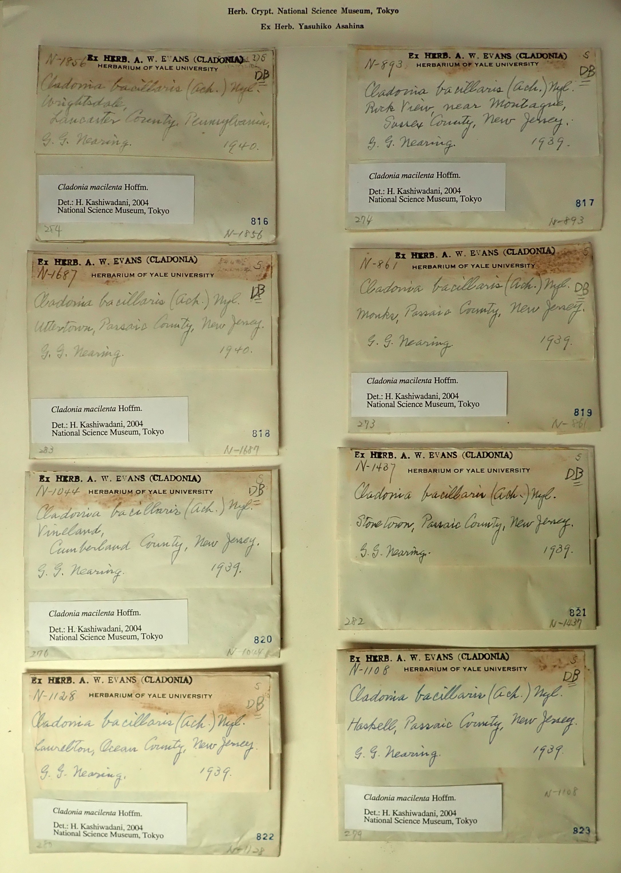 標本ラベル画像の例 / Sample herbarium specimen labels